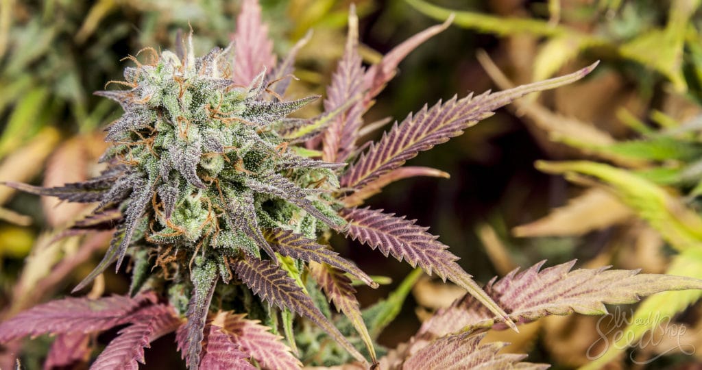 Die besten Quellen für Gratis Cannabis Samen