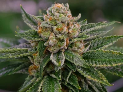 Tropicana Cherry Strain: Die perfekte Mischung aus Frucht und Power