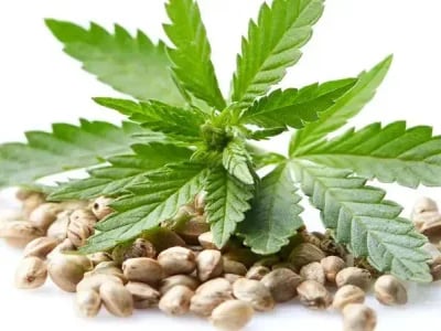 CBD kaufen: Worauf du bei der Auswahl achten solltest
