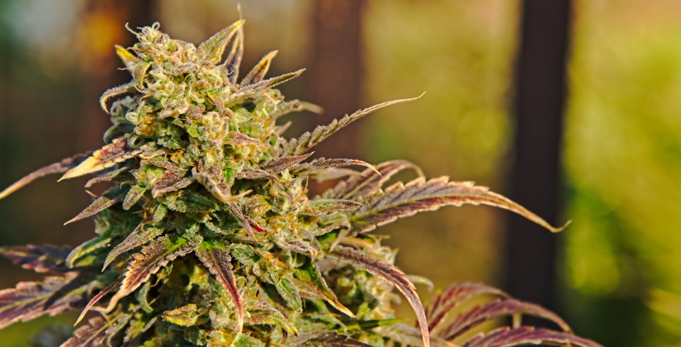 Entdecke seltene Cannabis Indica Raritäten bei Cannapot