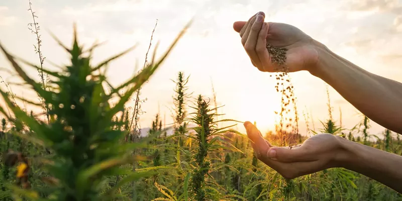 CBD kaufen: Worauf du bei der Auswahl achten solltest