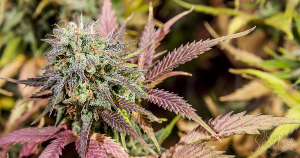 Die besten Quellen für Gratis Cannabis Samen