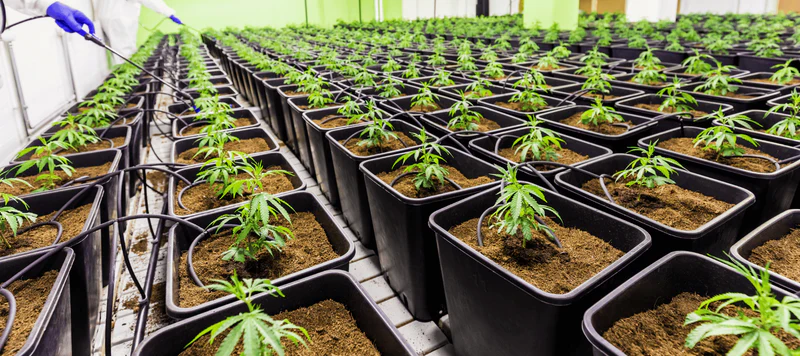 Die Integration von Cannabis Samen in ganzheitliche Wellness-Praktiken