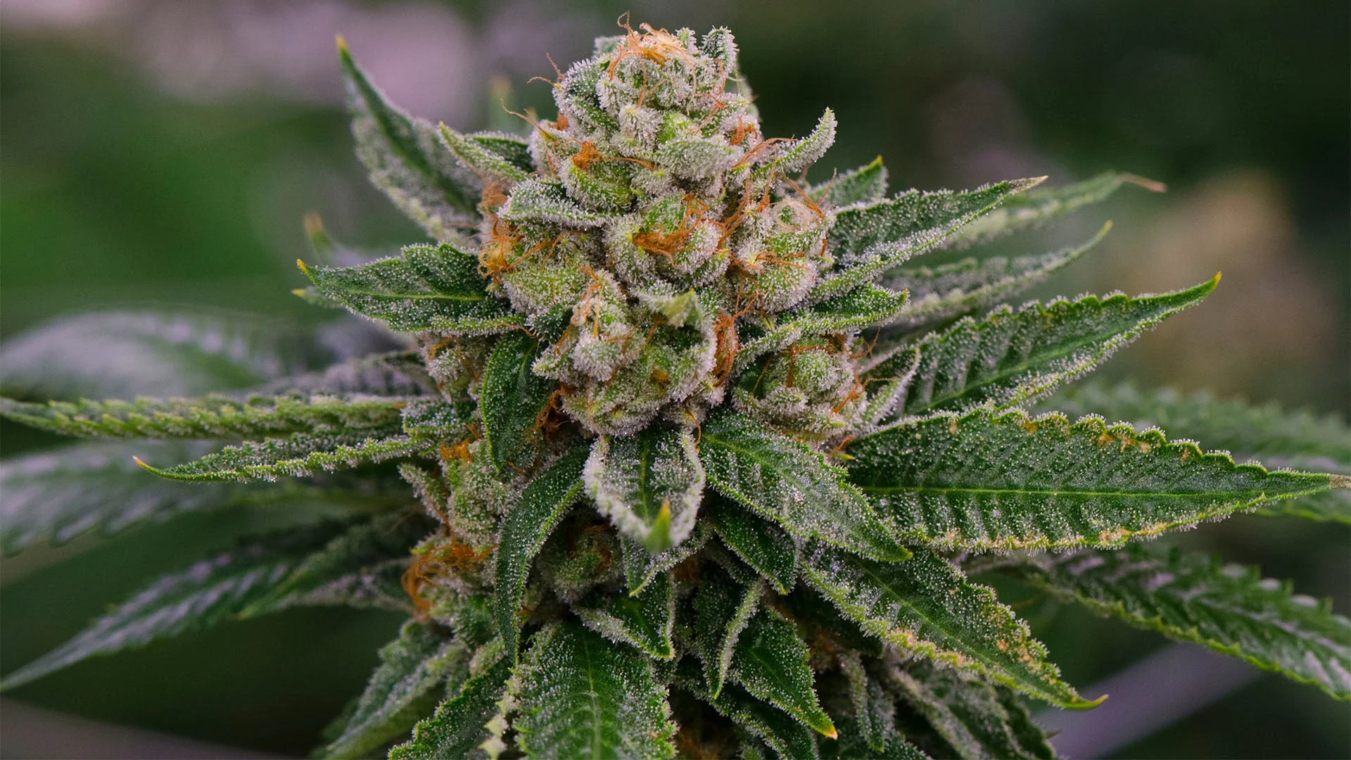 Tropicana Cherry Strain: Die perfekte Mischung aus Frucht und Power