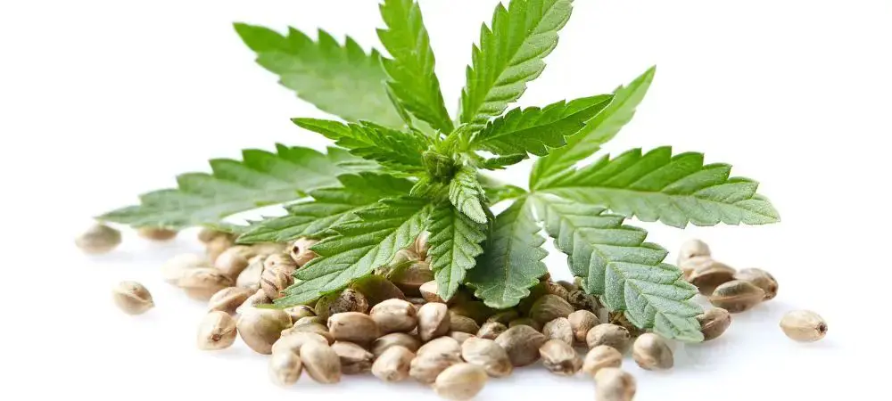 CBD kaufen: Worauf du bei der Auswahl achten solltest