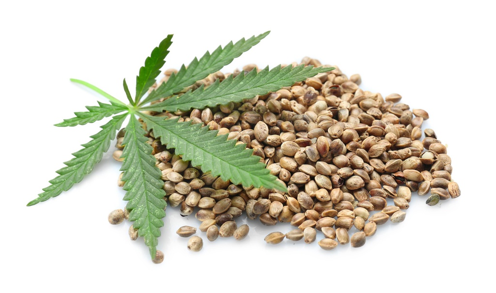 Cannabis Samen in der Paleo-Diät: Ein nahrhaftes Superfood